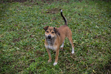 MAIKO, Hund, Mischlingshund in Kroatien - Bild 6