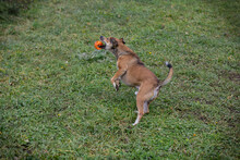 MAIKO, Hund, Mischlingshund in Kroatien - Bild 7