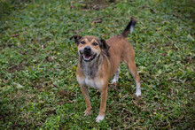 MAIKO, Hund, Mischlingshund in Kroatien - Bild 8