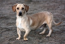 BONES, Hund, Mischlingshund in Itzehoe