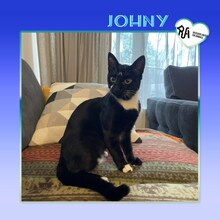 JOHNY, Katze, Hauskatze in Bulgarien