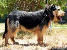 JIMBO, Hund, Terrier-Mix in Slowakische Republik - Bild 2