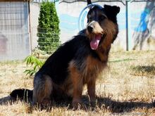 JIMBO, Hund, Terrier-Mix in Slowakische Republik - Bild 3