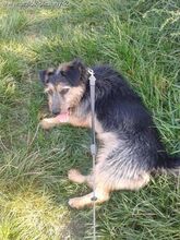 JIMBO, Hund, Terrier-Mix in Slowakische Republik - Bild 6