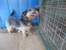 JIMBO, Hund, Terrier-Mix in Slowakische Republik - Bild 7