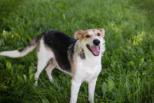 JULIE, Hund, Mischlingshund in Kroatien - Bild 2