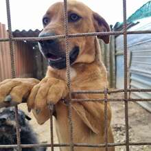 BARNI, Hund, Mischlingshund in Ungarn - Bild 1