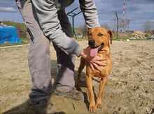 BARNI, Hund, Mischlingshund in Ungarn - Bild 2