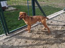 BARNI, Hund, Mischlingshund in Ungarn - Bild 3