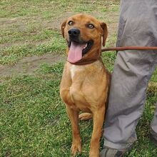 BARNI, Hund, Mischlingshund in Ungarn - Bild 4