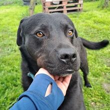 MERLIN, Hund, Mischlingshund in Ungarn - Bild 2