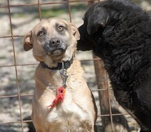 ESTHER, Hund, Mischlingshund in Ungarn - Bild 5