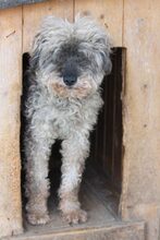 BOZONT, Hund, Puli-Mix in Ungarn - Bild 2