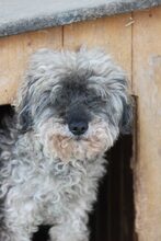 BOZONT, Hund, Puli-Mix in Ungarn - Bild 3