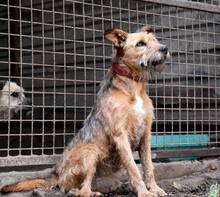 KOCIBORI, Hund, Mischlingshund in Ungarn - Bild 1