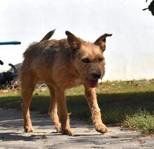 KOCIBORI, Hund, Mischlingshund in Ungarn - Bild 2