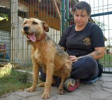 KOCIBORI, Hund, Mischlingshund in Ungarn - Bild 3