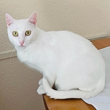 BLANQUI, Katze, Europäisch Kurzhaar in Spanien - Bild 2