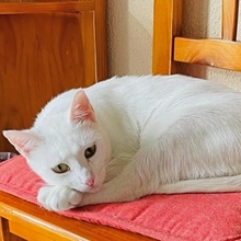 BLANQUI, Katze, Europäisch Kurzhaar in Spanien - Bild 4