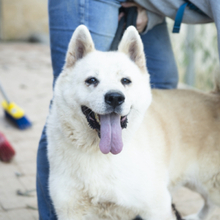 ALANA, Hund, Akita Inu-Mix in Spanien - Bild 1