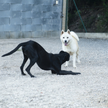 ALANA, Hund, Akita Inu-Mix in Spanien - Bild 10