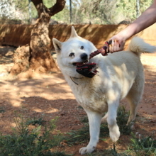 ALANA, Hund, Akita Inu-Mix in Spanien - Bild 11