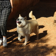 ALANA, Hund, Akita Inu-Mix in Spanien - Bild 2