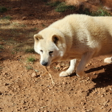 ALANA, Hund, Akita Inu-Mix in Spanien - Bild 3