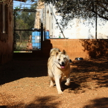 ALANA, Hund, Akita Inu-Mix in Spanien - Bild 4