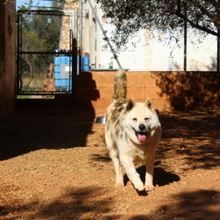 ALANA, Hund, Akita Inu-Mix in Spanien - Bild 5