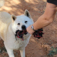 ALANA, Hund, Akita Inu-Mix in Spanien - Bild 6