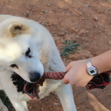 ALANA, Hund, Akita Inu-Mix in Spanien - Bild 7