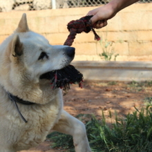 ALANA, Hund, Akita Inu-Mix in Spanien - Bild 8