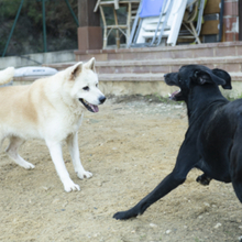 ALANA, Hund, Akita Inu-Mix in Spanien - Bild 9