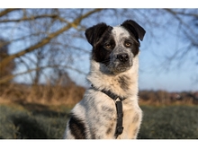 FELIX, Hund, Mischlingshund in Gieboldehausen