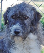 VIVICA, Hund, Mischlingshund in Griechenland