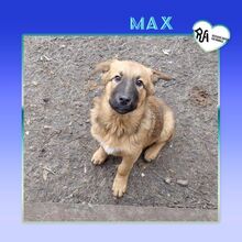 MAX, Hund, Mischlingshund in Bulgarien - Bild 1