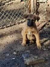 MAX, Hund, Mischlingshund in Bulgarien - Bild 3