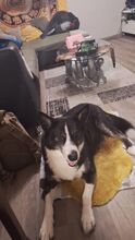 BOOMER2, Hund, Border Collie-Laika-Mix in Overath - Bild 1