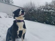 BOOMER2, Hund, Border Collie-Laika-Mix in Overath - Bild 2