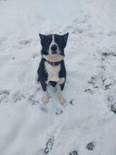 BOOMER2, Hund, Border Collie-Laika-Mix in Overath - Bild 3