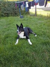 BOOMER2, Hund, Border Collie-Laika-Mix in Overath - Bild 4