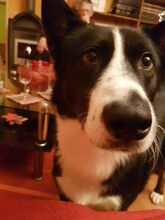 BOOMER2, Hund, Border Collie-Laika-Mix in Overath - Bild 5