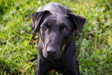 LOUIS, Hund, Mischlingshund in Kroatien - Bild 1