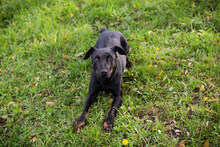 LOUIS, Hund, Mischlingshund in Kroatien - Bild 2