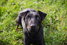 LOUIS, Hund, Mischlingshund in Kroatien - Bild 4