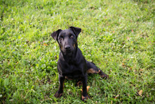 LOUIS, Hund, Mischlingshund in Kroatien - Bild 5