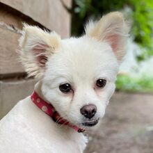 ROSI, Hund, Japanischer Spitz in Burgdorf - Bild 14