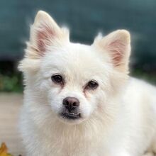 ROSI, Hund, Japanischer Spitz in Burgdorf - Bild 3