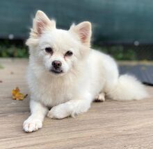 ROSI, Hund, Japanischer Spitz in Burgdorf - Bild 5